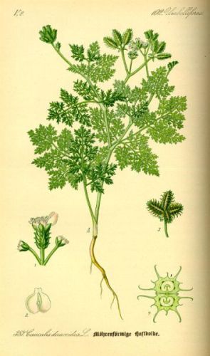 Caucalis Bastard Parsley - Caucalis platycarpos - прицепник липучий